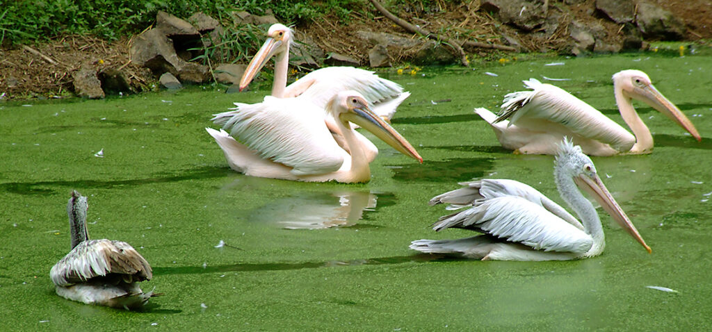 Nandankanan Zoological Park Bhubaneswar white tiger safari Odisha